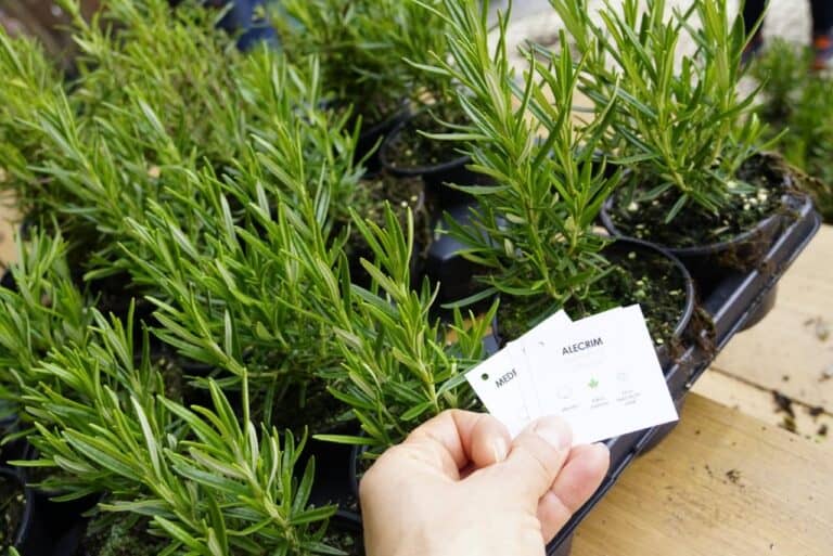 Adopte uma árvore em Famalicão