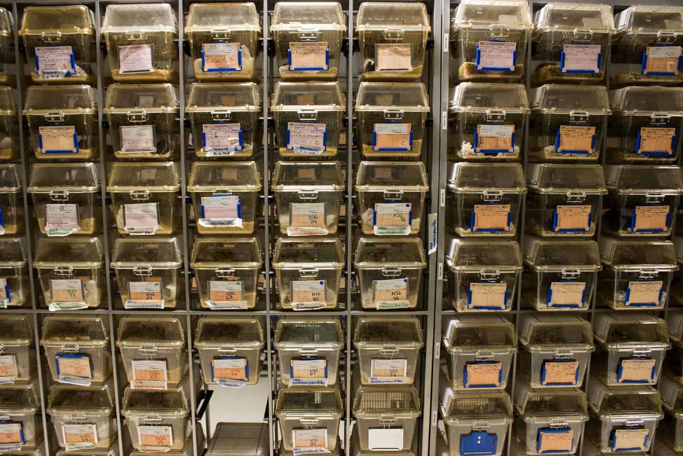 Ainda precisamos de animais na investigação científica?