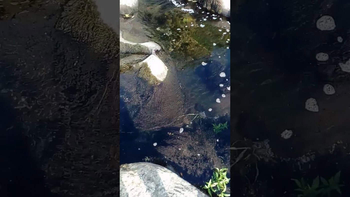 Descargas poluentes no Ribeiro dos Amiais são "inadmissíveis"