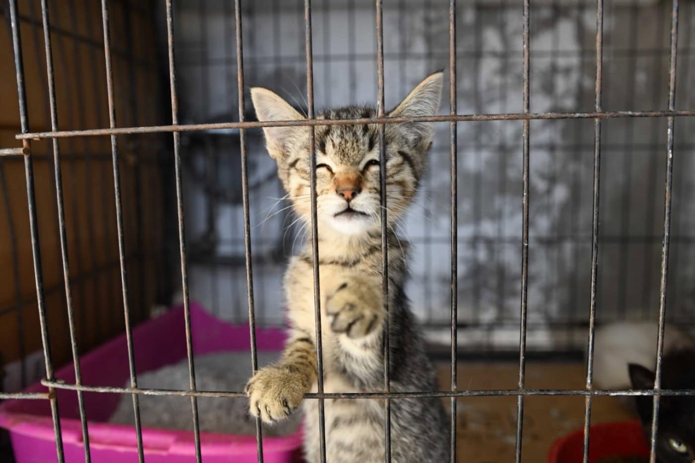 Famalicão vai ter um Centro de Recolha Animal