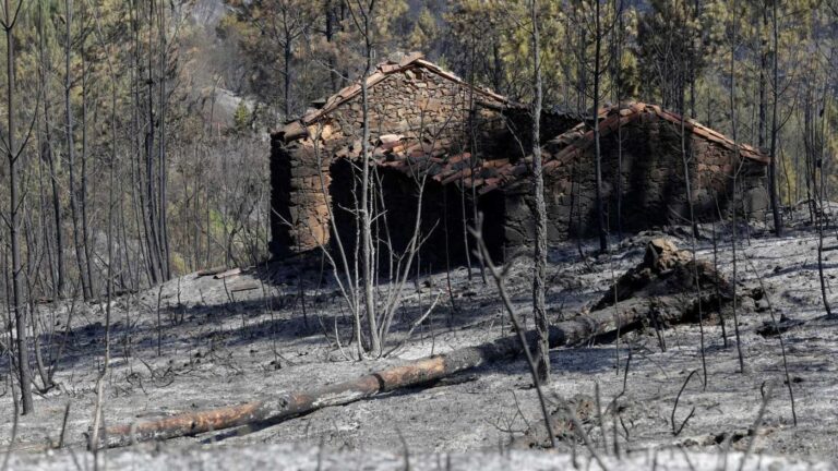 Firmino Marques pede cadastro dos proprietários da floresta