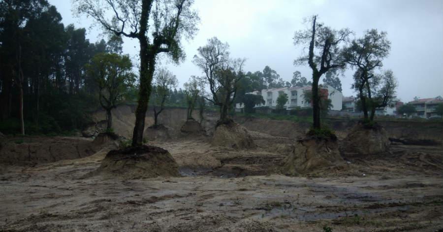 BE considera "lamentável" abate de 27 sobreiros em Braga