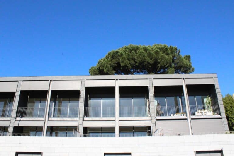 Pinheiro-Manso de Guadalupe será abatido por risco de queda