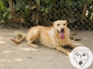 Braga: apenas sete cães sobreviveram a surto de esgana