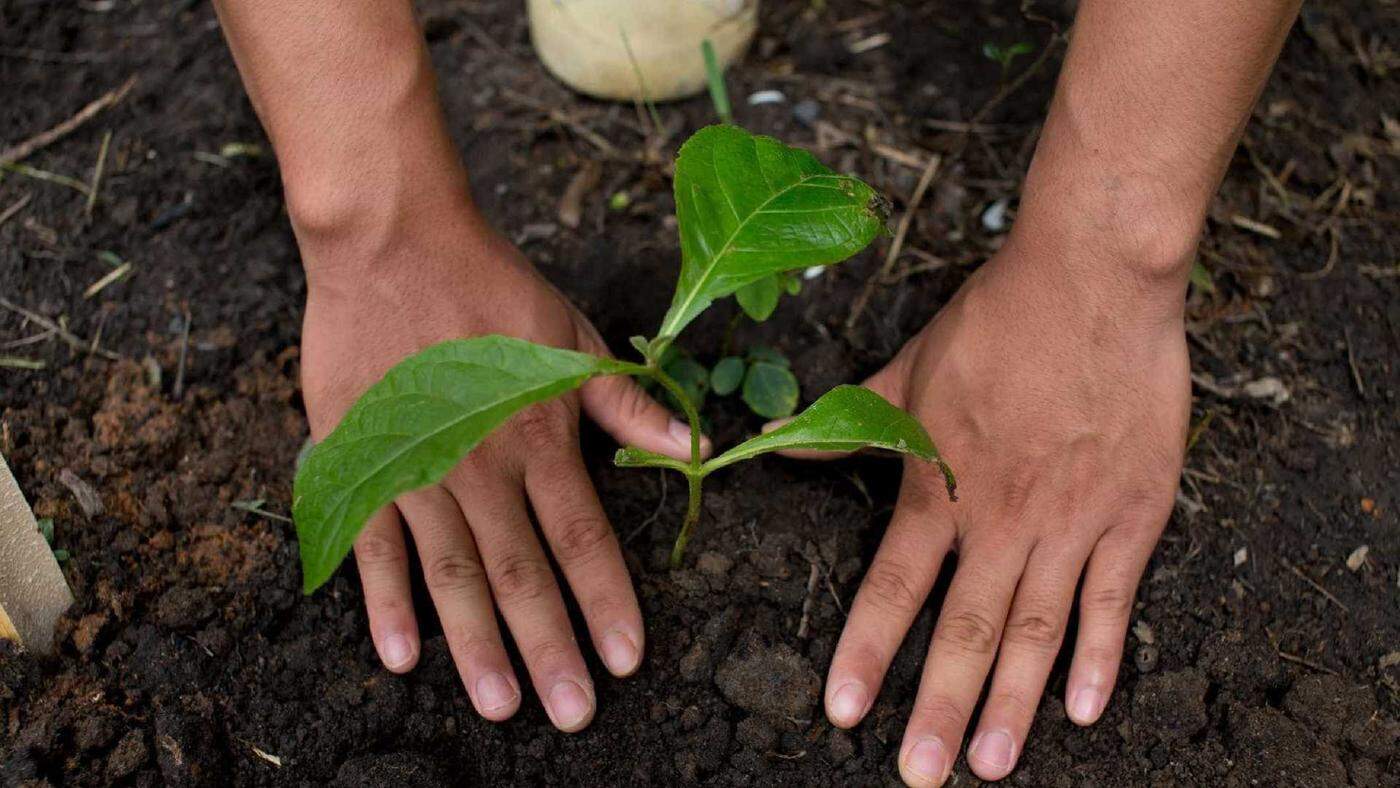 AMO e Braga juntos no Florestar Portugal 2018