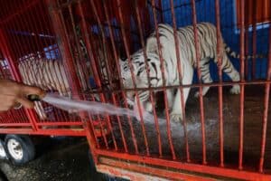 Circo sem animais. O pedido do Braga Para Todos ao município