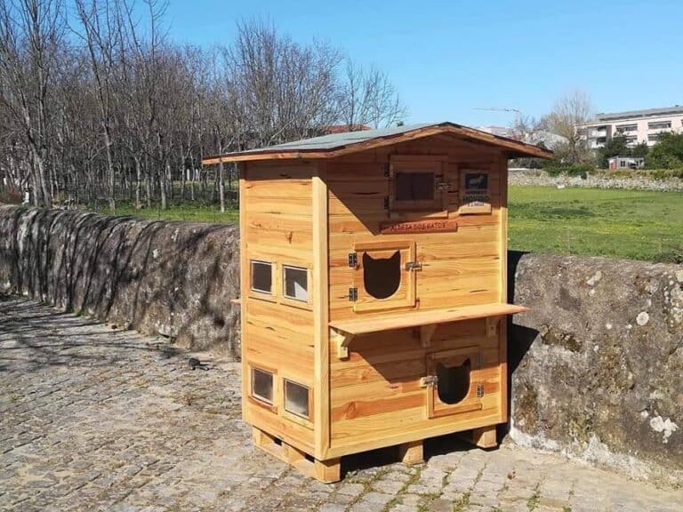 Braga tem a primeira "Casa dos Gatos" em S.Victor