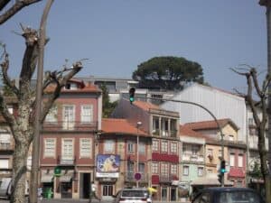 Câmara de Braga não tem árvores classificadas