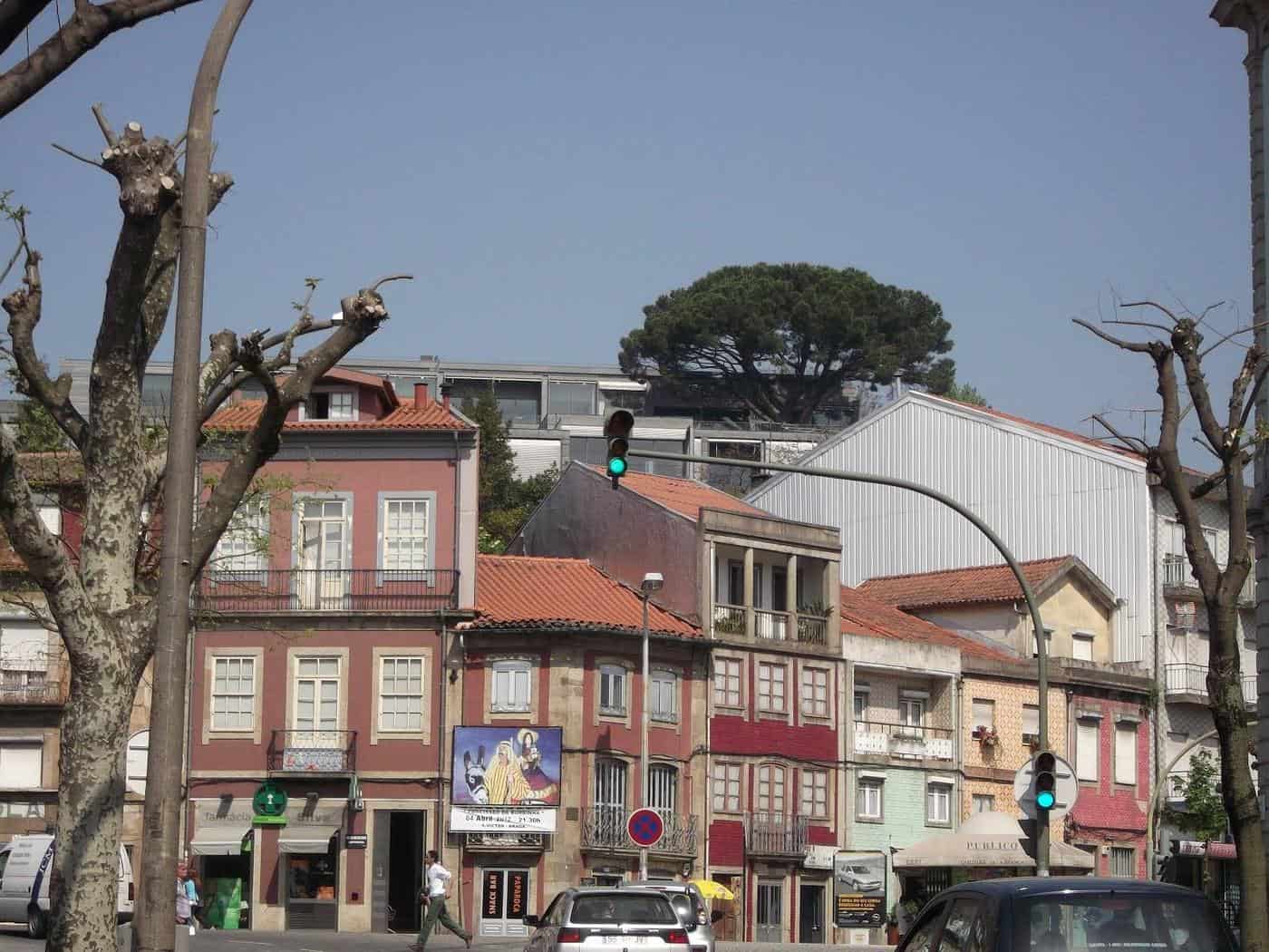 Câmara de Braga não tem árvores classificadas