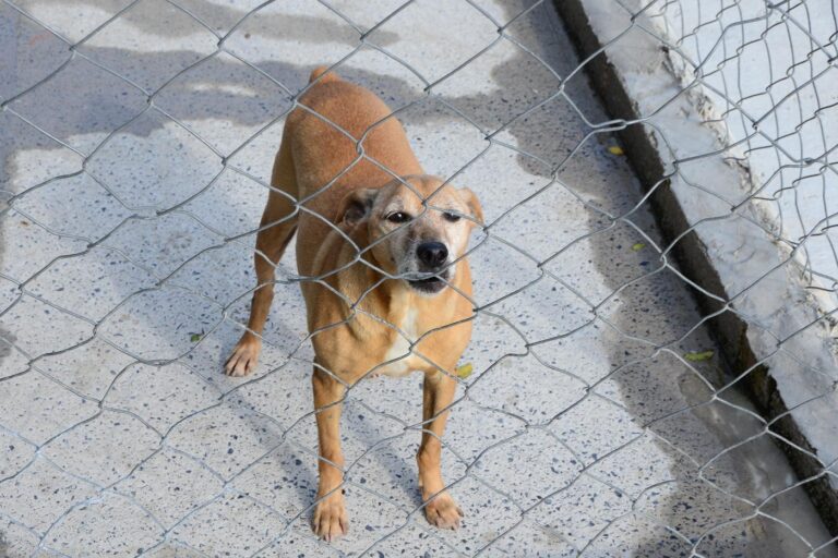 Municípios abateram 12 mil animais em 2017