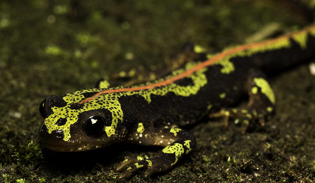 "Nau da biodiversidade" analisa à lupa Mosteiro de Tibães