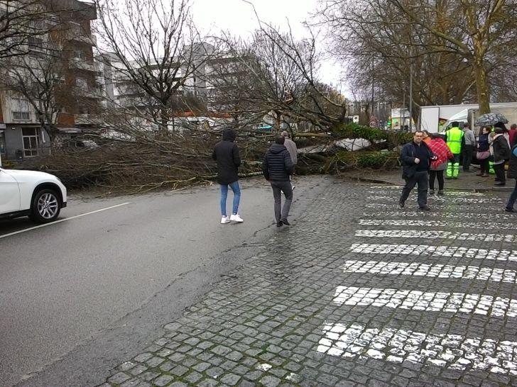 Árvore de grande porte cai no centro de Famalicão