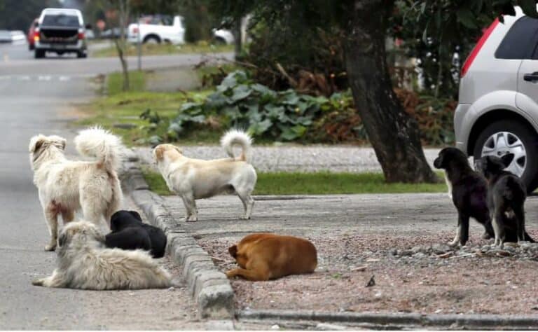 Número de animais abandonados diminui em Portugal