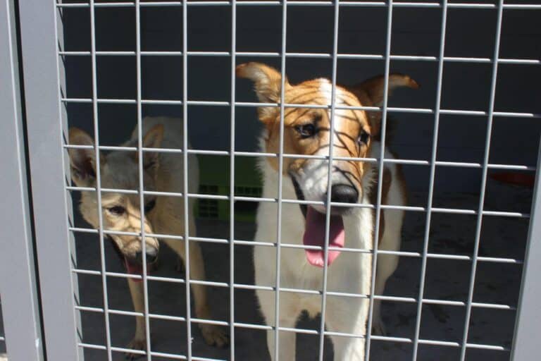 AGERE confirma abate de 40 cães. 14 estão em quarentena