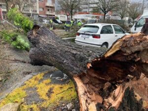 "Não havia nenhum indício de que a árvore pudesse cair”