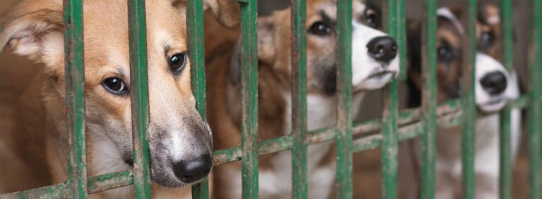 Braga para Todos debate 'Especismo'